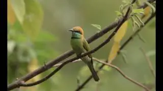 Birds from Thailand..Chestnut headed Bee eater (merops leschenaulti)........