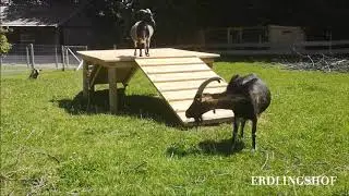 Eine neue Sonnenterasse f&uuml;r die Ziegen vom Erdlingshof 🐐☀