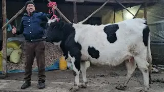 YETUK HUNAJIN BO‘G‘OZLAR❄ SHVEST QORA OLA PARODA BO‘G‘OZLAR❄ BOLASI NOVVOS SIGIR BO‘G‘OZ PULIGA😱
