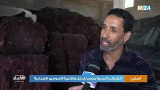آسفي.. الطحالب البحرية مصدر للدخل والتنمية السوسيو اقتصادية