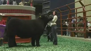 Fort Worth Stock Show & Rodeo Grand Champion steer 