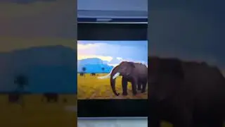 Notiomastodon Sound Effects 🐘 🔊
