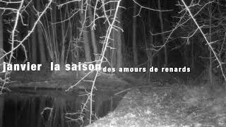 A la lisi&egrave;re, &eacute;pisode 1 : janvier la saison des amours de renards