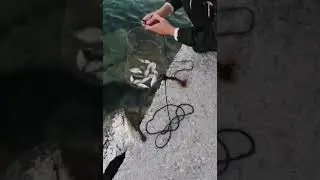 whip fishing c&r