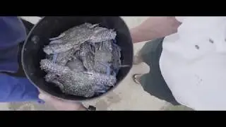 Sustainable Fishing Practices
