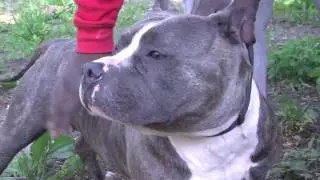 Animal Control Investigates Dead Pitbull Found Inside Garbage Bag in Concord Pond