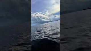 Dawn&rsquo;s Dance: Birds Hunting at Sea 🌅🦅 #natureinaction