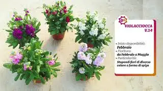 Apuliaplants | VIOLACCIOCCA V. 14