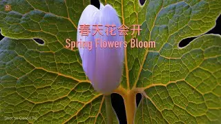 春天花会开 - 微距摄影 | Spring Flowers Bloom - Macro Photography