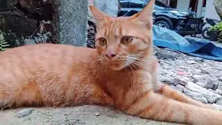 oyen lagi nyantai #cat #videokucing #fypcats