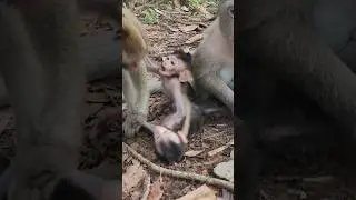 mg baby monkey 🐒 Maxwell  falling with  Golda  baby  monkey  on #shorts