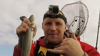King George Whiting