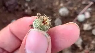 update about mammillaria zeilmanniama pups rooting #cactus