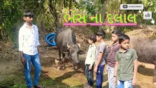 ભેંસ ના દલાલ 🐂