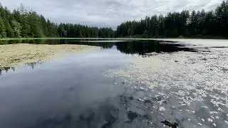 Yellow Lake (Sammamish, Washington). June 01, 2024.