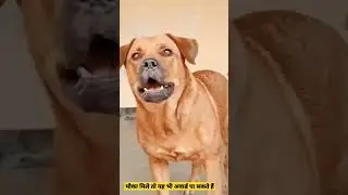#shorts#comedy#funny#dog#acting