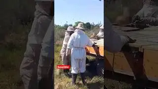 creando n&uacute;cleos #apicultura #apicultor #colmenar #abejas #apicultores #parati #asombroso #abeja