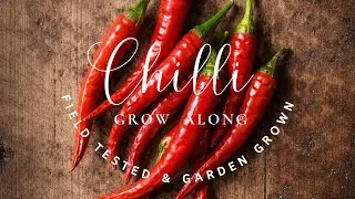 How to Grow Chillies from Seed in the UK 🌶️ | Chilli Grow Along