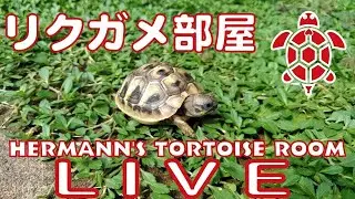 リクガメ部屋ライブ映像配信 Hermann's tortoise room LIVE CAMERA2026.1.13