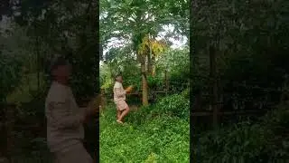 pinurus kon jay hinog nga papaya