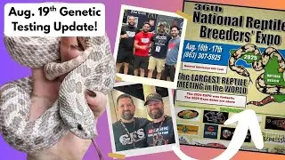 Mid-August Genetic Test Updates! | Reptile Genetics Weekly Ep 123