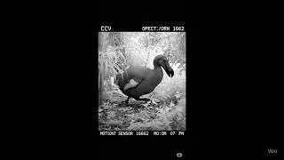 IMPOSSIBLE: Dodo Bird Caught Alive on Security Camera After 362 Years 'Extinct' [SHOCKING FOOTAGE]