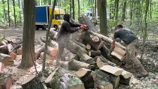 STIHL MS 361 or MS 462 C-M? Extreme Work Test