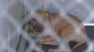Judge awards custody of 32 dogs to Beaumont Animal Care in suspected dog fighting case