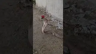 The snake was running away with Naag Mani #foryou #shortsfeed #shorts #short #shortvideo #youtuber