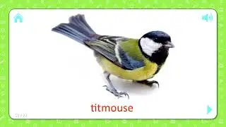 NFT Token . Titmouse . Non fungible token . Flashcards For Kids
