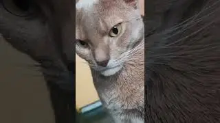 Абиссинский кот 