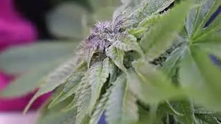Afghani #1