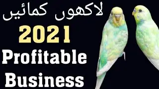 Part Time Business Ideas| How to start profitable birds business in Urdu/hindi| Ks birds update
