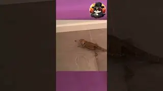 🐢 Funny Animals 🐒