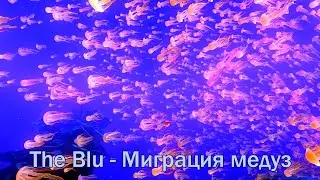 The Blu VR - Reef Migration - Миграция медуз