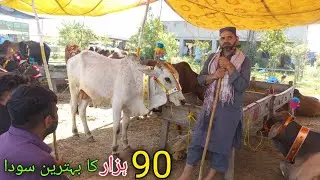 Cow mandi gujranwala 2024 | live sooda only in 90000 a MashAllah | bakra mandi gujranwala