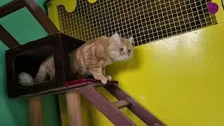 Ginger&rsquo;s Holiday Stroll  | Persian Cat Walking Time
