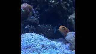 Blue spotted jawfish digging out his new home!