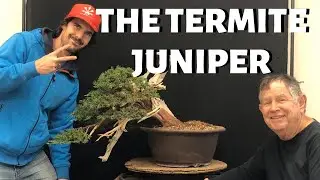THE TERMITE JUNIPER