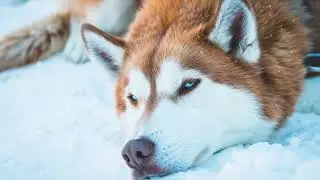 Husky Siberiano: o cachorro mais dram&aacute;tico e engra&ccedil;ado do mundo! 😂🐺&rdquo;
