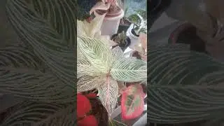 ratu daun