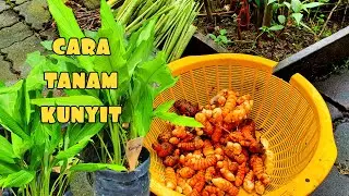 ✅TANAM KUNYIT || TANAMAN MUDAH HASIL LUMAYAN