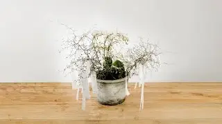 Nice Wishes Orchid | Flower Factor How To | Plant Creation