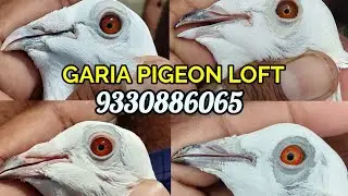 HIGH QUALITY MADRASI PIGEON LOFT IN KOLKATA WEST BENGAL INDIA SUROJIT PIGEON LOFT