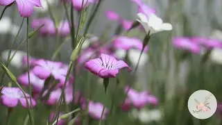How to Save Agrostemma Seeds - Ornamental Cut Flower Gardening Basics - Tutorial