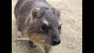 #hyrax Hyrax awawa Daman #animals