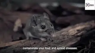 Rat Infestation: Prevention, Detection, and EC Pest Solution!