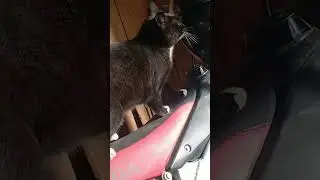 crazy cat 🐈 living country