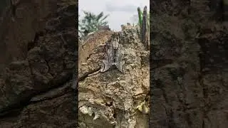 Nature Camouflage | Hidden moth #nature #camouflage #shortvideo #youtubeshorts