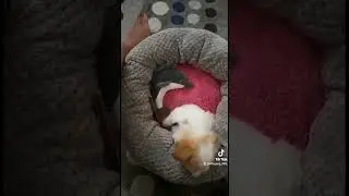 Cuteness 🐶🐾